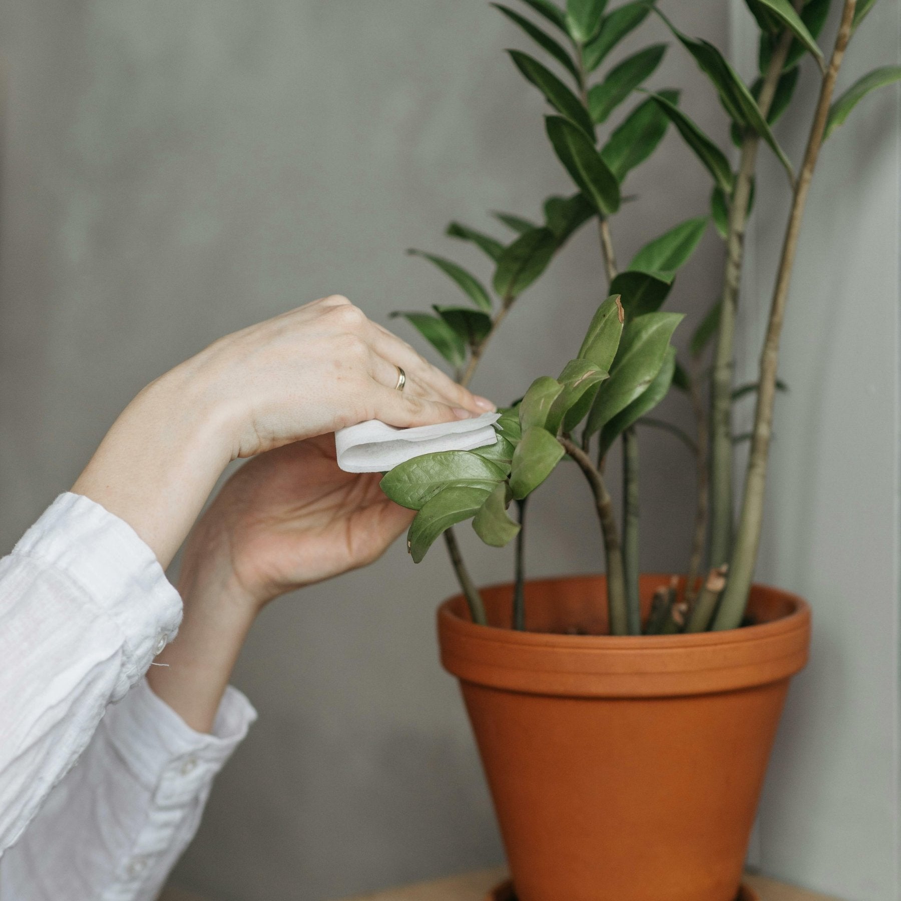 Pflanzen von Staub befreien  Urban Gardeners