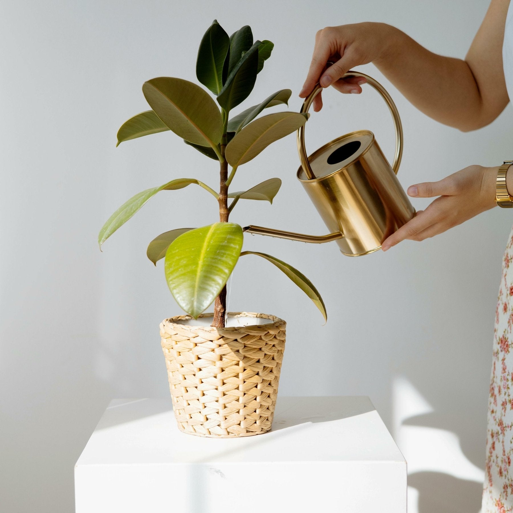 Zimmerpflanzen Richtig gießen Urban Gardeners