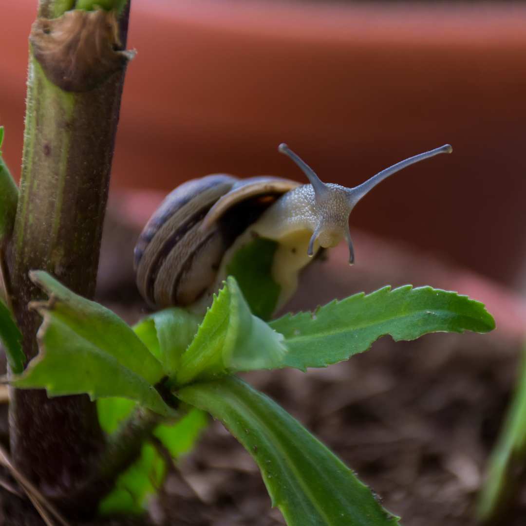 Schnecken auf dem Balkon  So schtzt du deine Pflanzen!  Urban Gardeners