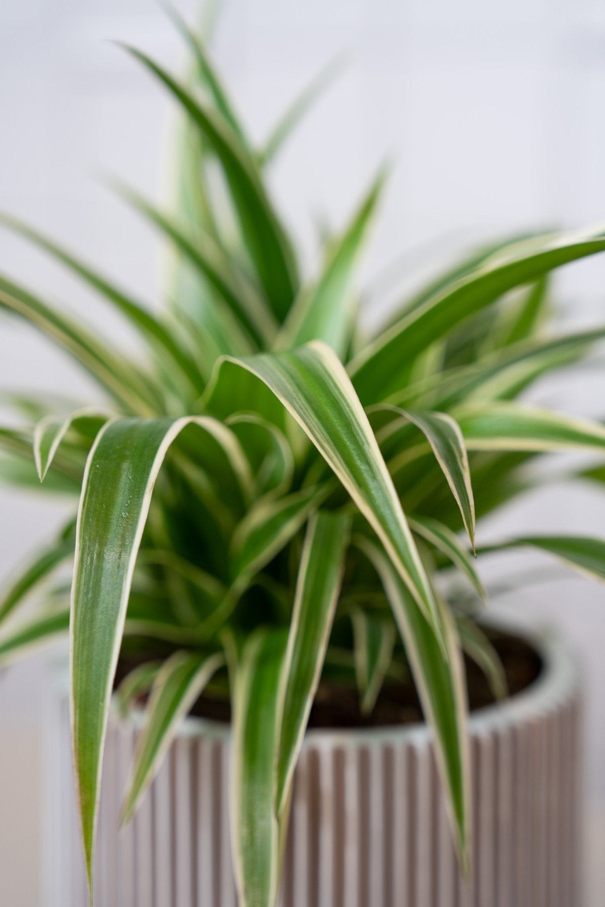 Tierfreundliche Pflanzen kaufen - Urban Gardeners
