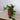 Zimmerpflanze Efeutute hängend - Scindapsus Aureum von Urban Gardeners in der Farbe #product_color# - kauf's dir jetzt!
