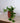 Zimmerpflanze Efeutute hängend - Scindapsus Aureum von Urban Gardeners in der Farbe #product_color# - kauf's dir jetzt!