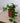 Zimmerpflanze Efeutute hängend - Scindapsus Aureum von Urban Gardeners in der Farbe #product_color# - kauf's dir jetzt!