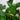 Zimmerpflanze Efeutute hängend - Scindapsus Aureum von Urban Gardeners in der Farbe #product_color# - kauf's dir jetzt!
