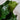 Zimmerpflanze Geigenfeige - Ficus Lyrata von Urban Gardeners in der Farbe #product_color# - kauf's dir jetzt!