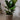 Zimmerpflanze Geigenfeige - Ficus Lyrata von Urban Gardeners in der Farbe #product_color# - kauf's dir jetzt!