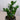 Zimmerpflanze Glücksfeder - Zamioculcas von Urban Gardeners in der Farbe #product_color# - kauf's dir jetzt!