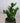 Zimmerpflanze Glücksfeder - Zamioculcas von Urban Gardeners in der Farbe #product_color# - kauf's dir jetzt!