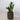 Zimmerpflanze Glücksfeder - Zamioculcas von Urban Gardeners in der Farbe #product_color# - kauf's dir jetzt!