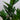 Zimmerpflanze Glücksfeder - Zamioculcas von Urban Gardeners in der Farbe #product_color# - kauf's dir jetzt!