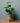 Zimmerpflanze Kleine Monstera Deliciosa von Urban Gardeners in der Farbe #product_color# - kauf's dir jetzt!