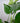 Zimmerpflanze Kleine Monstera Deliciosa von Urban Gardeners in der Farbe #product_color# - kauf's dir jetzt!