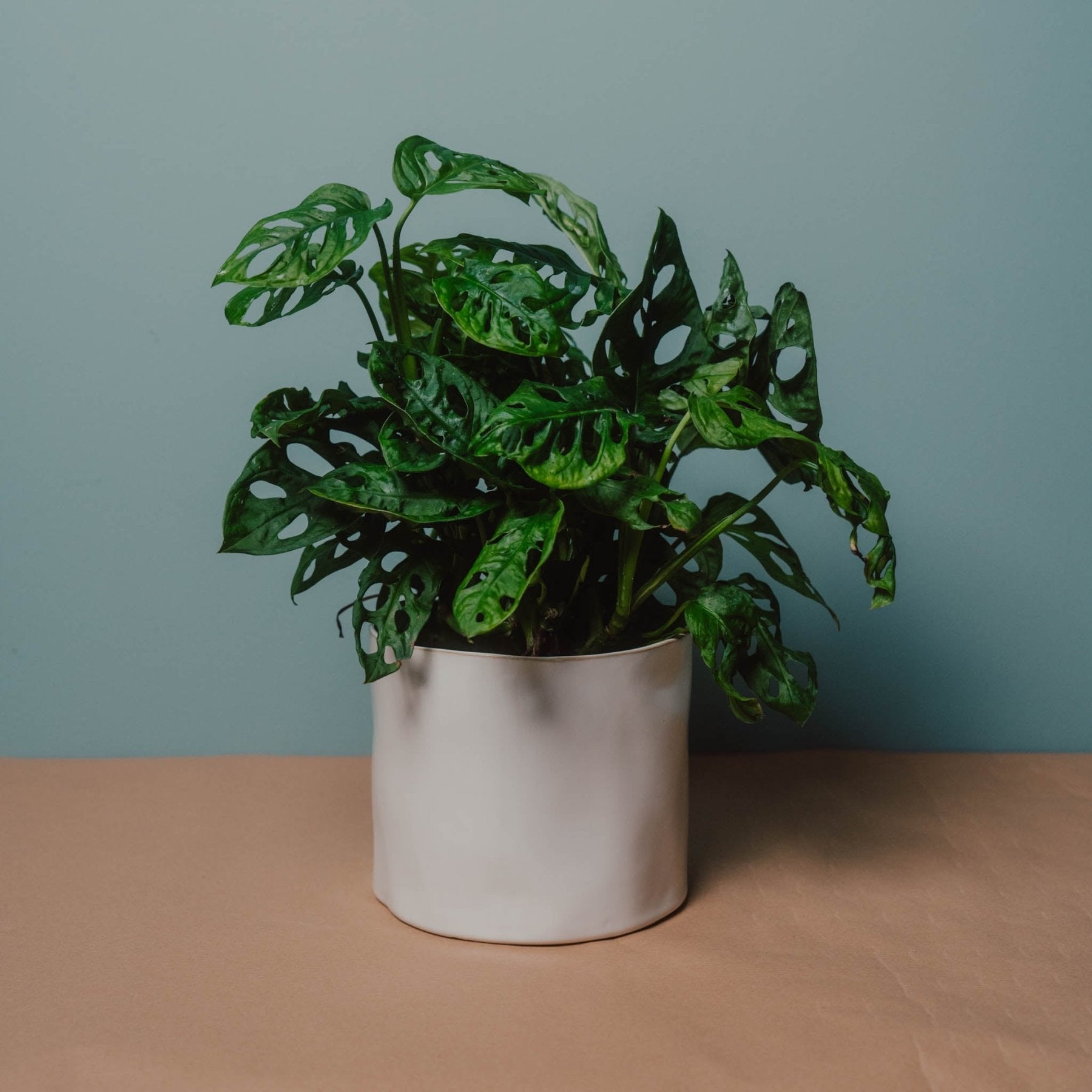 monstera wuchert Monstera mit Löchern (Monkey Leaf-stehend) kaufen