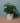 Zimmerpflanze Monstera - Monkey Leaf stehend von Urban Gardeners in der Farbe #product_color# - kauf's dir jetzt!