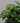 Zimmerpflanze Monstera - Monkey Leaf stehend von Urban Gardeners in der Farbe #product_color# - kauf's dir jetzt!