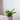 Zimmerpflanze Spatiphyllum T12 von Urban Gardeners in der Farbe #product_color# - kauf's dir jetzt!