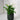 Zimmerpflanze Spatiphyllum T12 von Urban Gardeners in der Farbe #product_color# - kauf's dir jetzt!