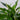 Zimmerpflanze Spatiphyllum T12 von Urban Gardeners in der Farbe #product_color# - kauf's dir jetzt!