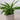 Zimmerpflanze Spatiphyllum T12 von Urban Gardeners in der Farbe #product_color# - kauf's dir jetzt!
