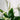 Zimmerpflanze Spatiphyllum T12 von Urban Gardeners in der Farbe #product_color# - kauf's dir jetzt!