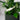 Zimmerpflanze Spatiphyllum T12 von Urban Gardeners in der Farbe #product_color# - kauf's dir jetzt!