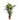 Zimmerpflanze Spatiphyllum T24 von Urban Gardeners in der Farbe #product_color# - kauf's dir jetzt!