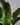 Zimmerpflanze Strelitzia T24 von Urban Gardeners in der Farbe #product_color# - kauf's dir jetzt!