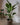 Zimmerpflanze Strelitzia T24 von Urban Gardeners in der Farbe #product_color# - kauf's dir jetzt!