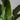 Zimmerpflanze Strelitzie T17 von Urban Gardeners in der Farbe #product_color# - kauf's dir jetzt!