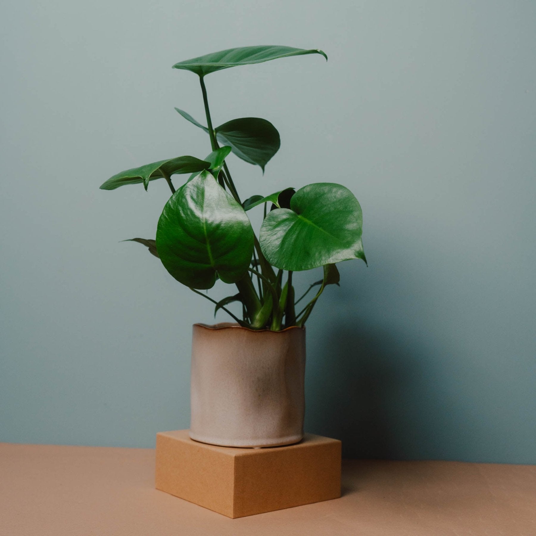 Übertopf Keramik Beige ⌀14 – Urban Gardeners