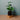 Übertopf Übertopf Keramik Schwarz - Braun ⌀14 von Urban Gardeners in der Farbe #product_color# - kauf's dir jetzt!