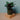 Übertopf Übertopf Keramik Waldgrün ⌀12 von Urban Gardeners in der Farbe #product_color# - kauf's dir jetzt!