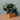 Übertopf Matt Grau ⌀17 von Urban Gardeners in der Farbe #product_color# - kauf's dir jetzt!