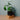 Übertopf Matt schwarz ⌀17 von Urban Gardeners in der Farbe #product_color# - kauf's dir jetzt!