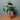 Übertopf Matt Weiß ⌀17 von Urban Gardeners in der Farbe #product_color# - kauf's dir jetzt!