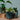 Übertopf Übertopf Mini Petrol ⌀7 von Urban Gardeners in der Farbe #product_color# - kauf's dir jetzt!