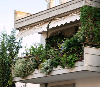 Allgemeine Pflanzenpflege auf dem Balkon – Die Basics für gesundes Wachstum - Urban Gardeners