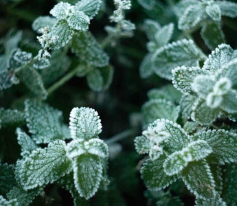 Balkonpflanzen im Herbst – Pflege und Vorbereitung auf den Winter - Urban Gardeners