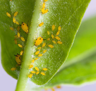 Schädlinge auf dem Balkon – Natürliche Tipps zur Schädlingsbekämpfung - Urban Gardeners