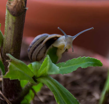 Schnecken auf dem Balkon – So schützt du deine Pflanzen - Urban Gardeners