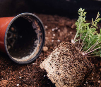 Umtopfen – So gibst du deinen Balkonpflanzen den nötigen Raum - Urban Gardeners