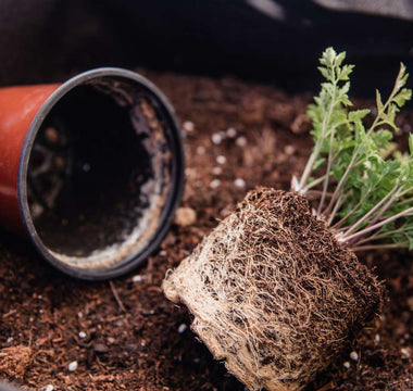 Umtopfen – So gibst du deinen Balkonpflanzen den nötigen Raum - Urban Gardeners