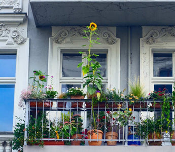 Warum Pflanzen auf dem Balkon? Vorteile für dich und die Umwelt - Urban Gardeners