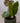 Philodendron Gloriosum
