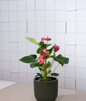 Anthurium Top Gemischt