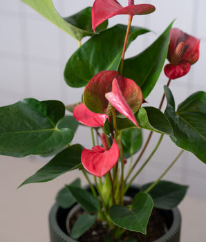 Anthurium Top Gemischt