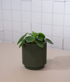 Pilea