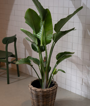 Strelitzia groß