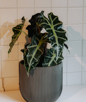 Alocasia Polly T12