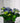 Hydrangea macrophylla T10.5 b
